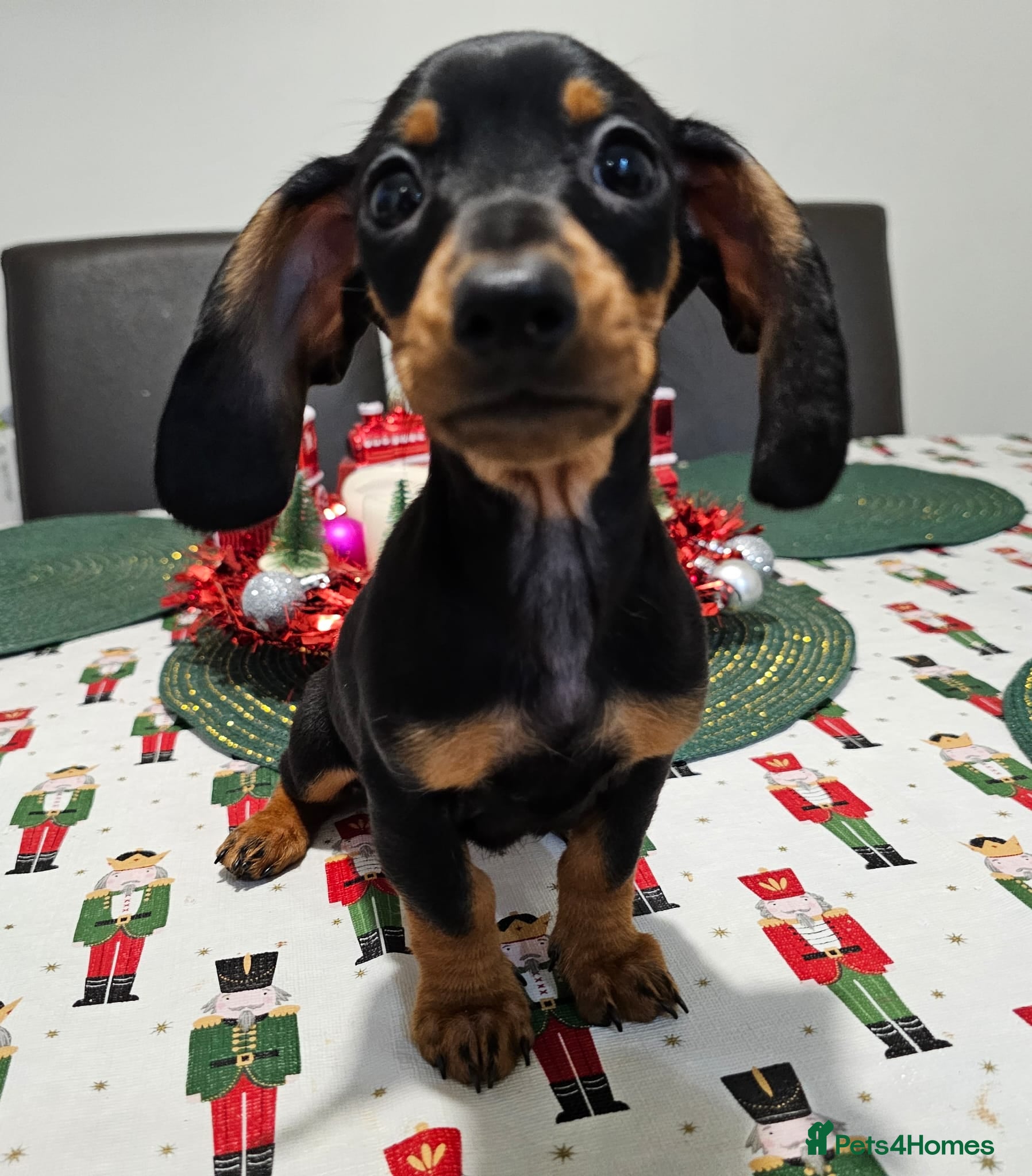 Dachshund dogs Last black and tan Charming Mini Dachshund - Advert 6