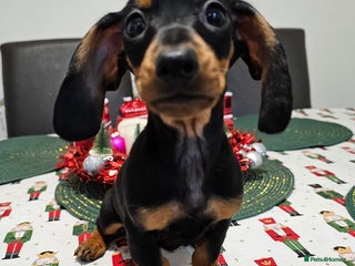Dachshund dogs Last black and tan Charming Mini Dachshund - Advert 9