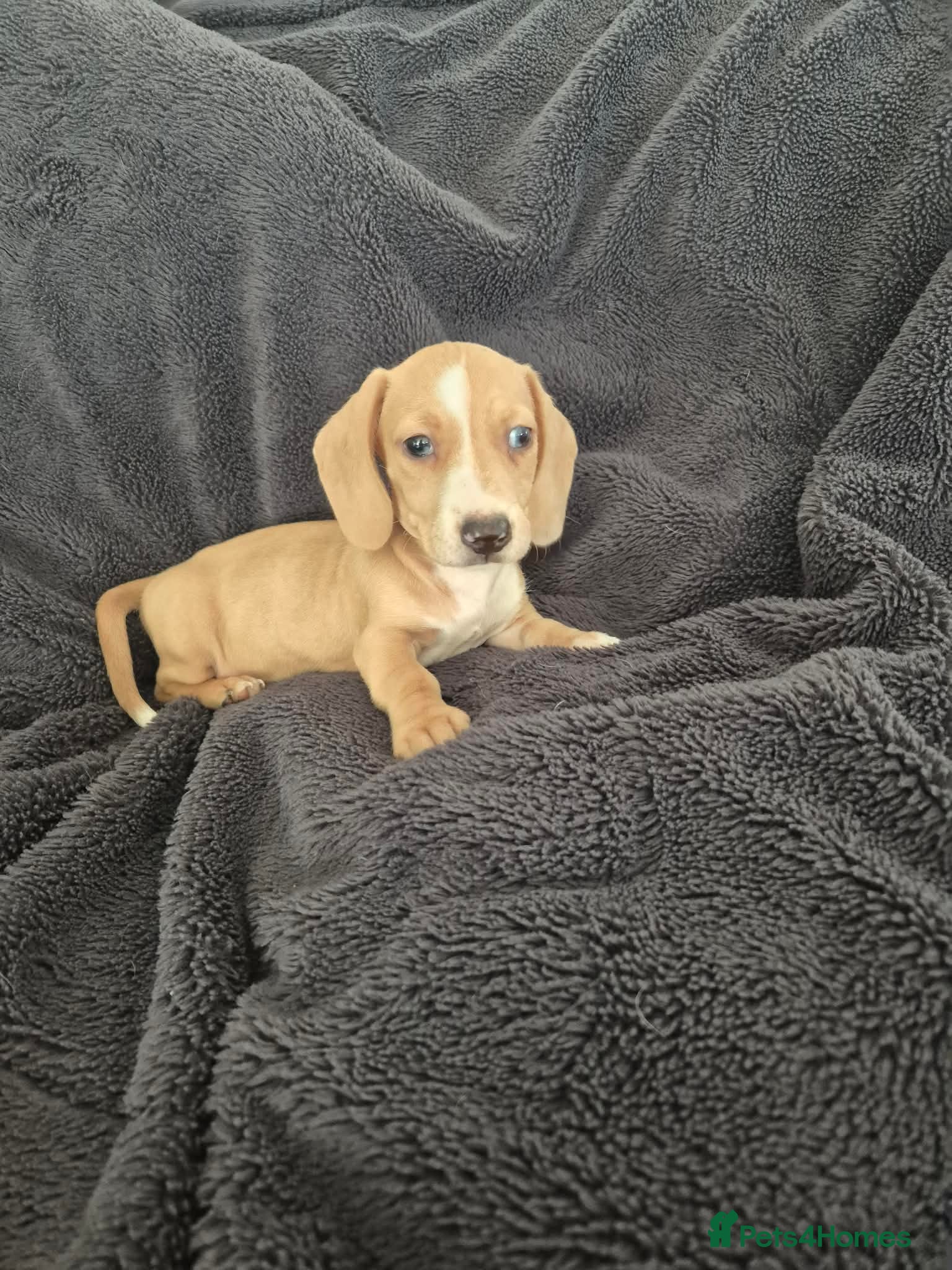 Miniature Dachshund dogs Last isabella & tanned girl ready NOW - Advert 2