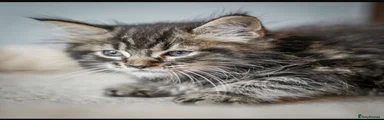 Maine Coon Kitten 4