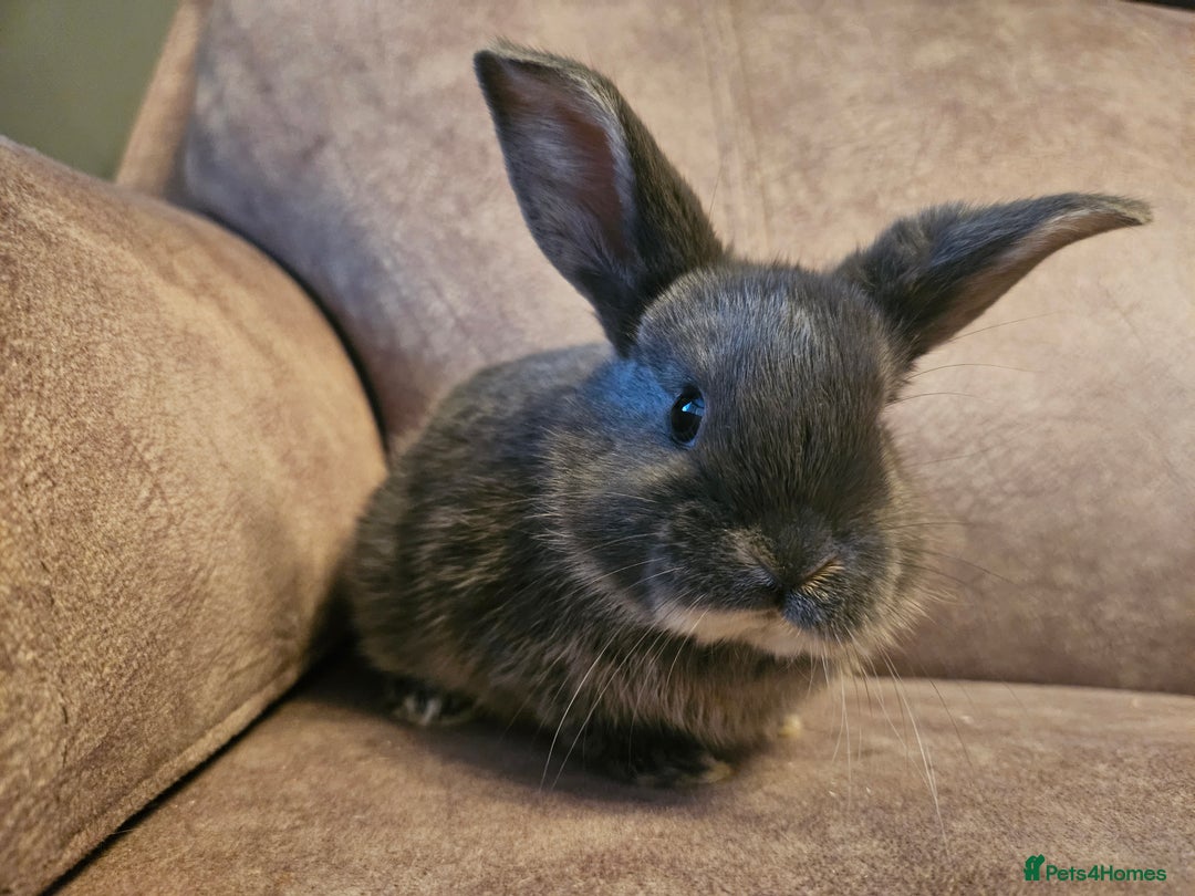 Mixed Breed rabbits for sale: 8 week old grey blue otter netherland dwarf x - Advert 21