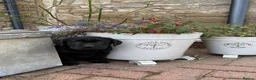 Labrador Retriever dogs for sale: KC Black Labradors - show type  - Advert 1