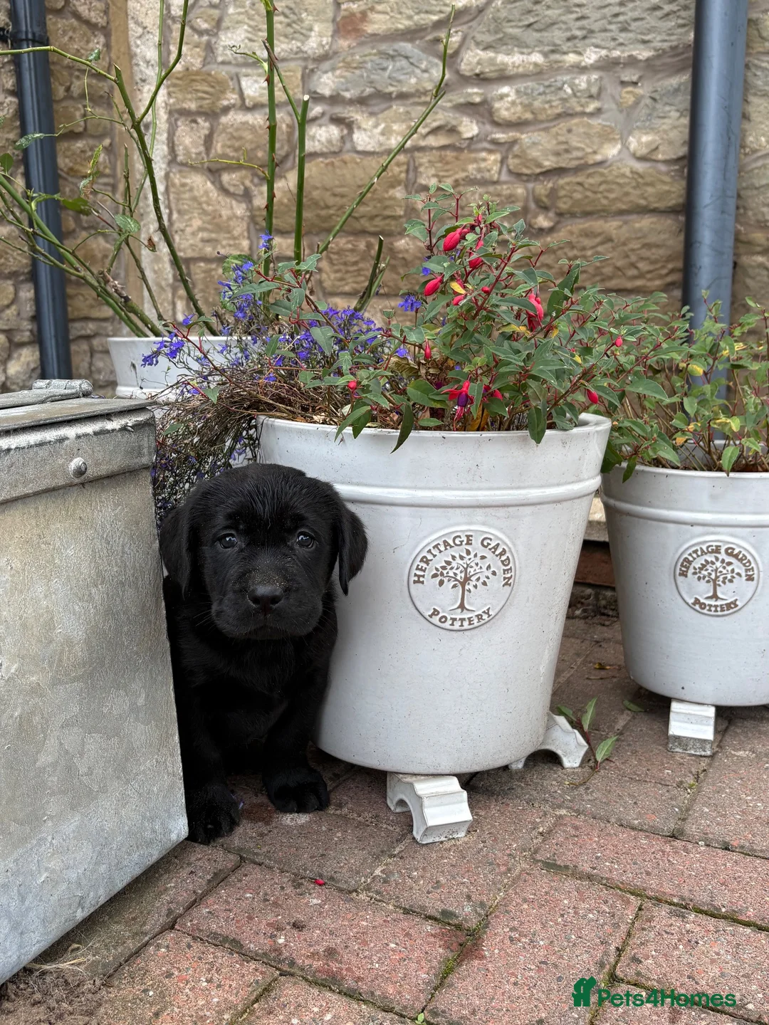 Labrador Retriever dogs for sale: KC Black Labradors - show type  - Advert 1