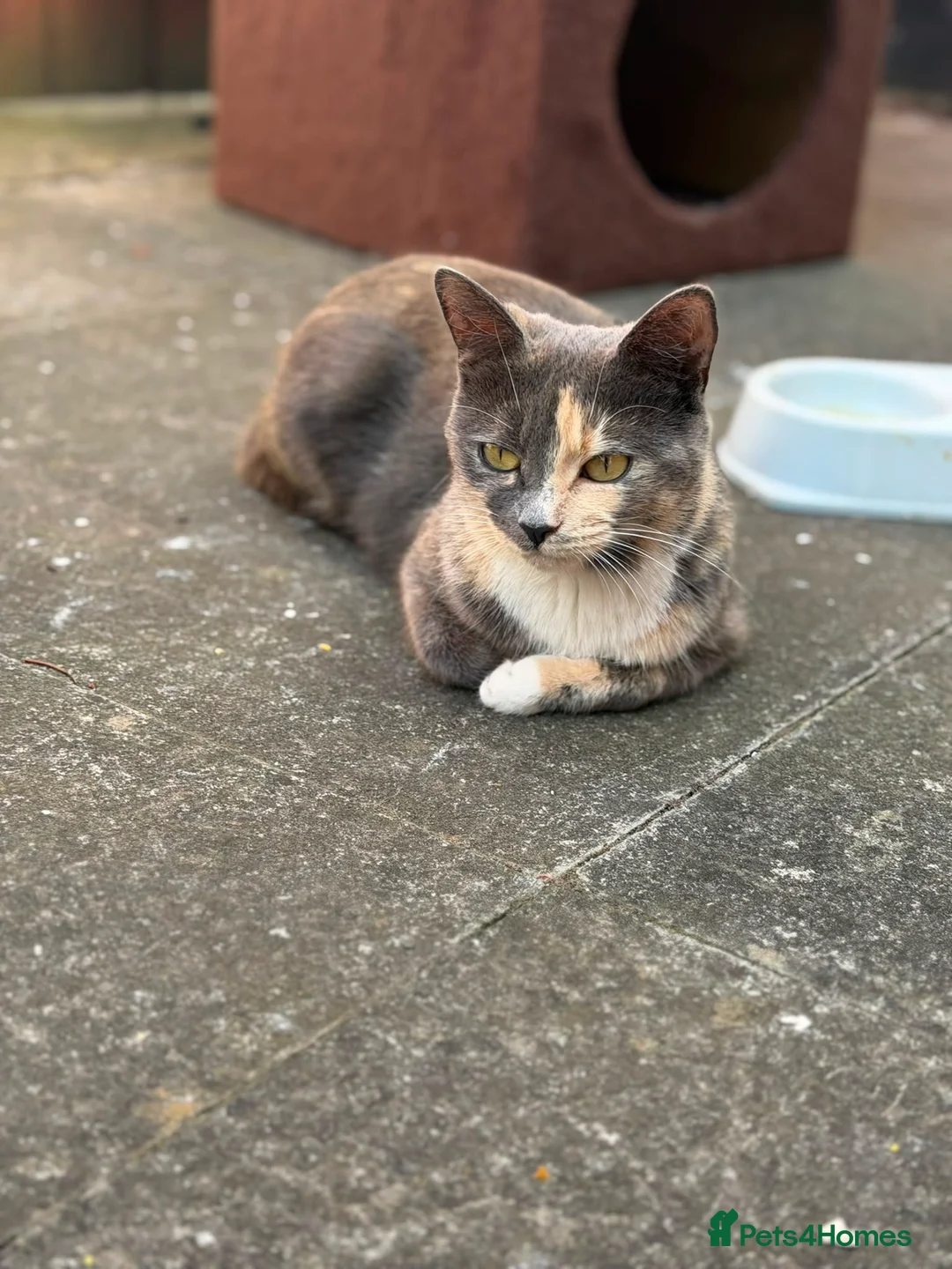 Mixed Breed cats for sale: Vatika - Advert 1