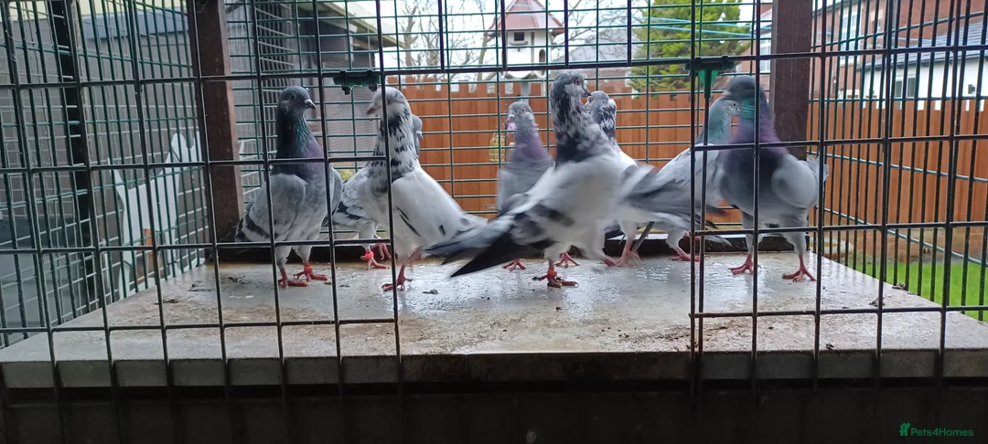Pigeons birds for sale: 8 high flyers - Advert 2