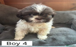 Shih Tzu dogs for sale: Four shih tzu boy puppy’s for sale. - Image 27