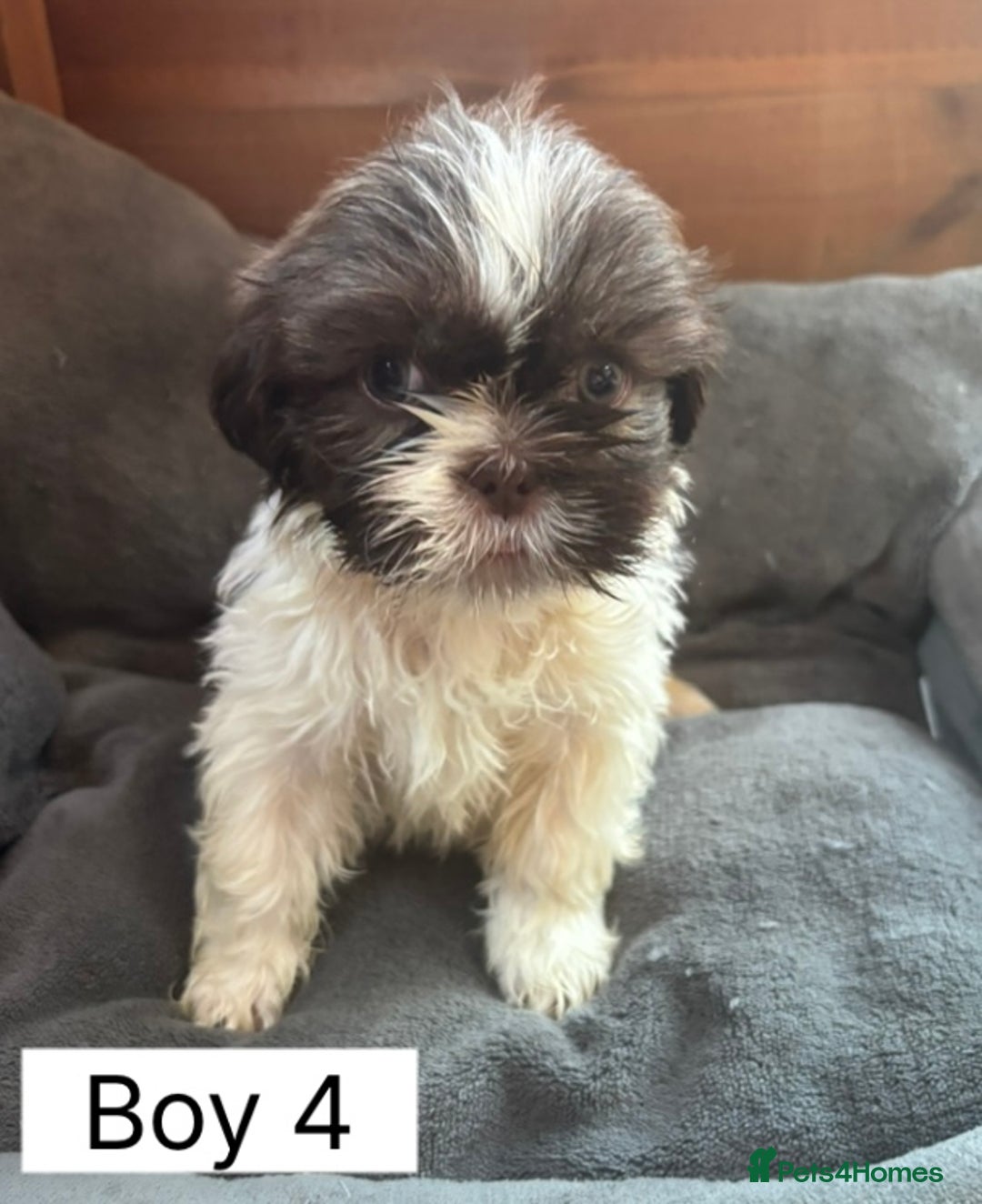 Shih Tzu dogs for sale: Four shih tzu boy puppy’s for sale. - Image 27