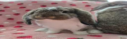 German Lop rabbits for sale: Pure German Lop 2 Bucks ☆silly tame - Advert 13