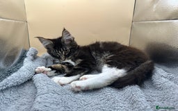 Maine Coon cats for sale: Xl mainecoon kittens full breed non reg  - Image 10