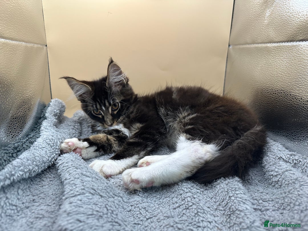 Maine Coon cats for sale: Xl mainecoon kittens full breed non reg  - Image 10