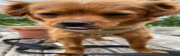 Mixed Breed dogs for adoption: Pretty Polly looking for love - Advert 5