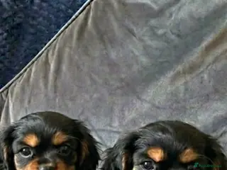 Cavalier King Charles Spaniel dogs STUNNING BLACK AND TAN HEALTH CHECKED - Advert 7