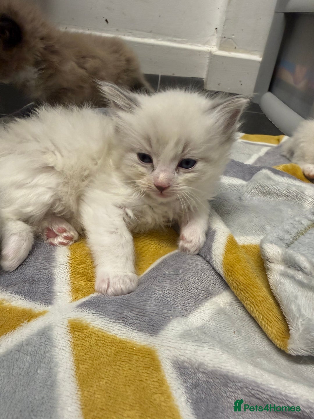 Ragdoll cats for sale: 4 Male Ragdoll Kittens  - Advert 19