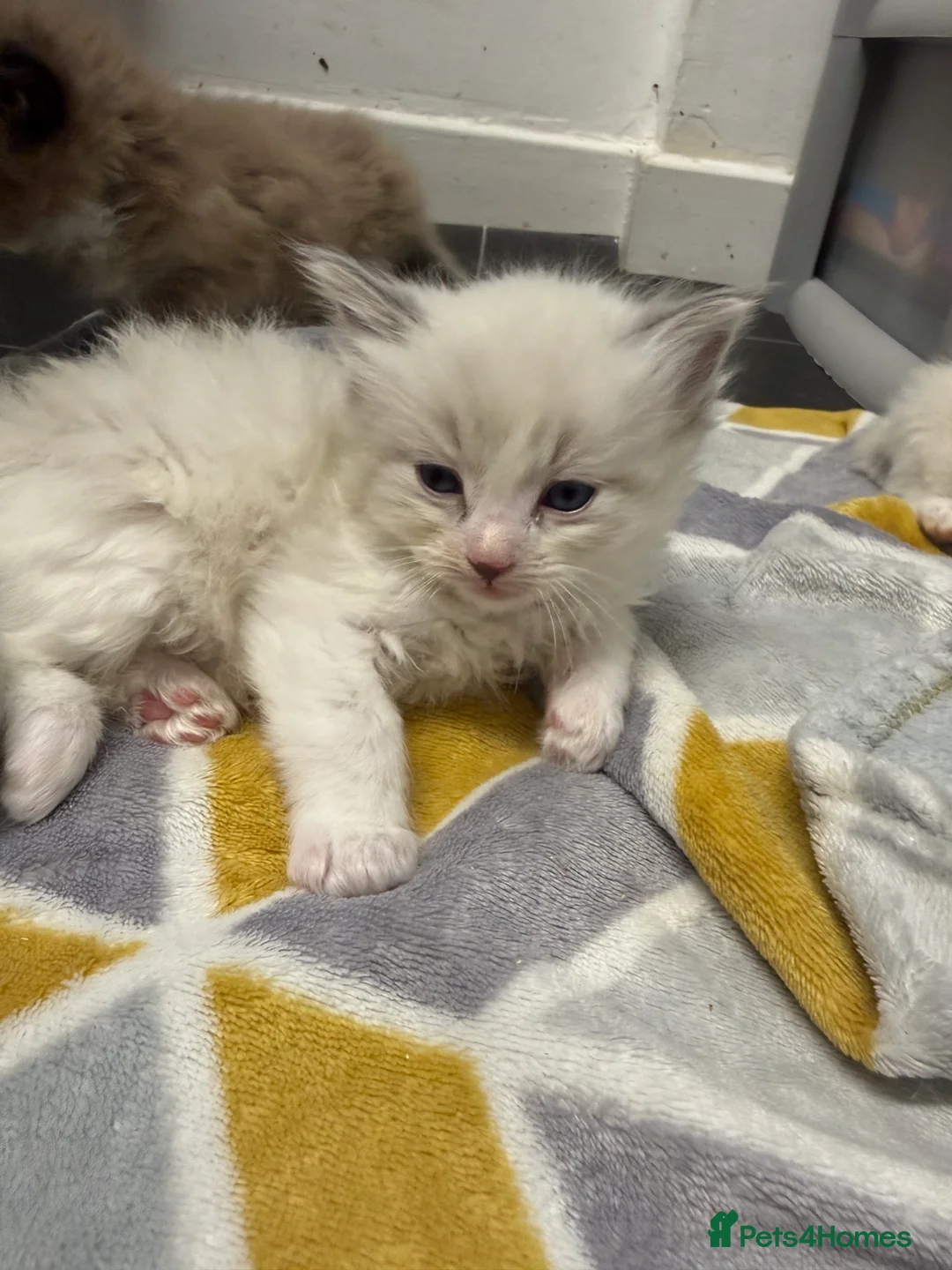 Ragdoll cats for sale: 4 Male Ragdoll Kittens  - Advert 19