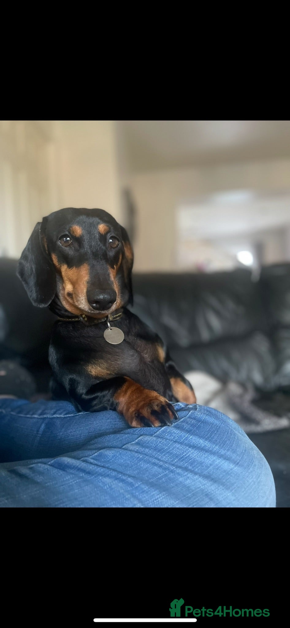Dachshund dogs 7 Beautiful Dachshund Puppies  - Advert 1