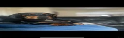 Dachshund dogs for sale: 7 Beautiful Dachshund Puppies  - Advert 1