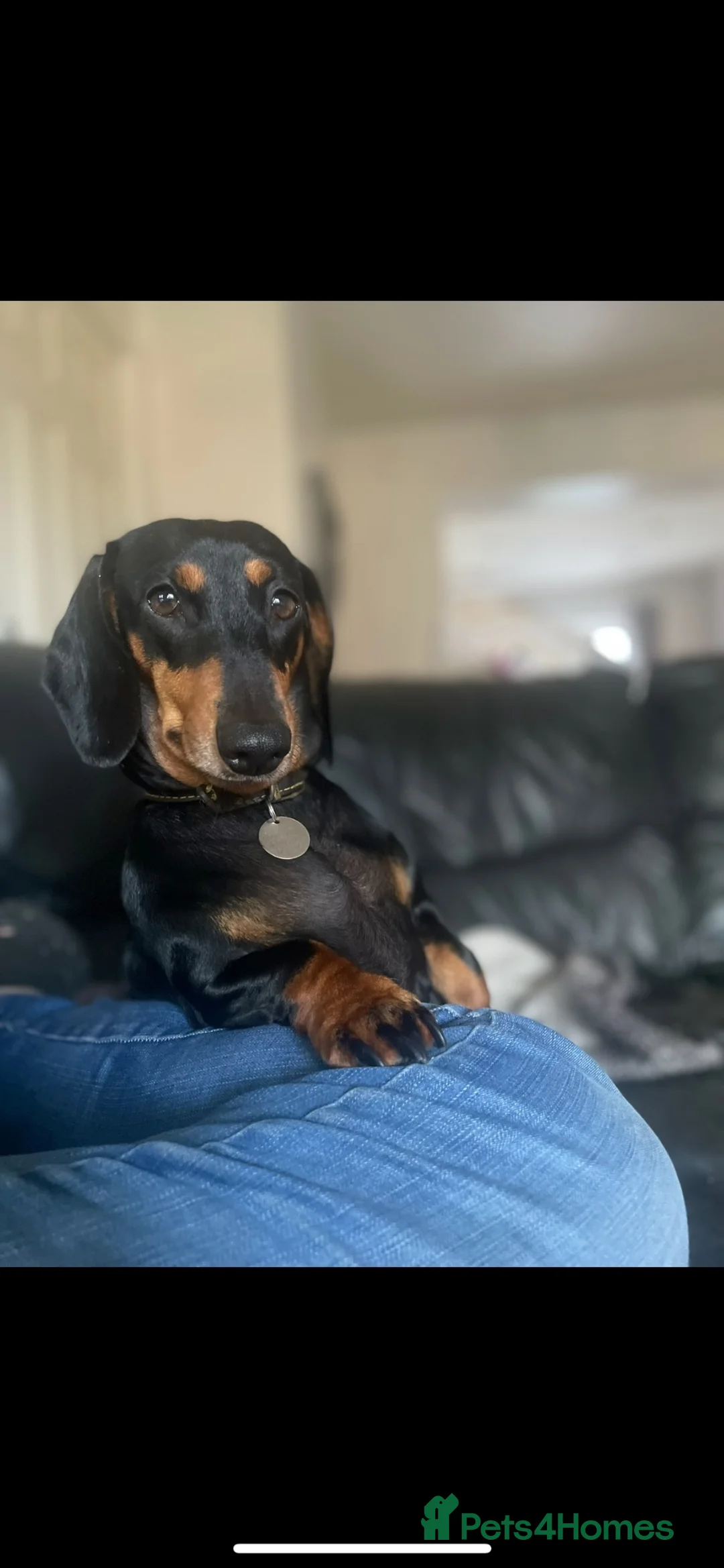 Dachshund dogs for sale: 7 Beautiful Dachshund Puppies  - Advert 1