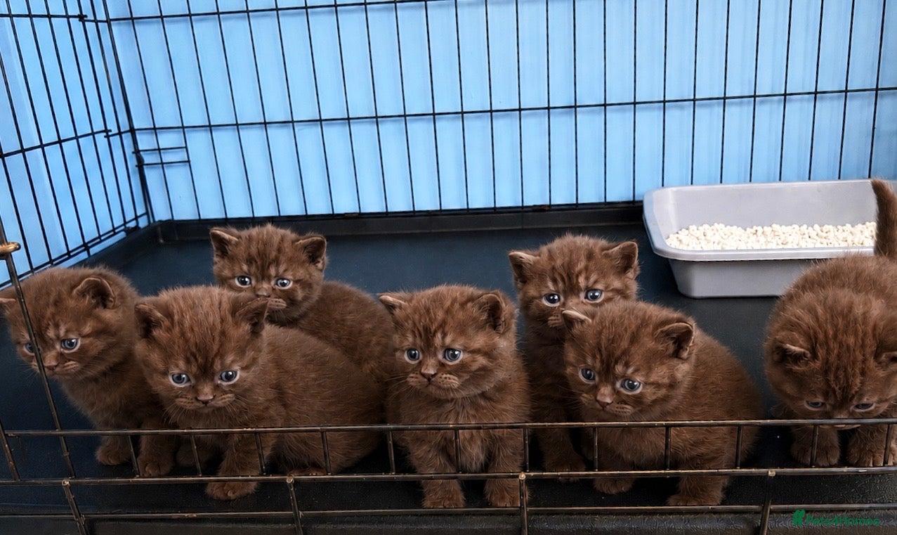 British Shorthair cats British shorthaired chocolate kittens  - Advert 9