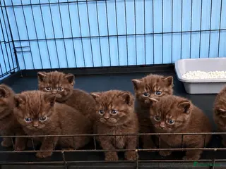 British Shorthair cats British shorthaired chocolate kittens - Advert 9