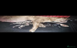 Mixed Breed dogs for sale: alapaha bull dog x  akita  - Image 6