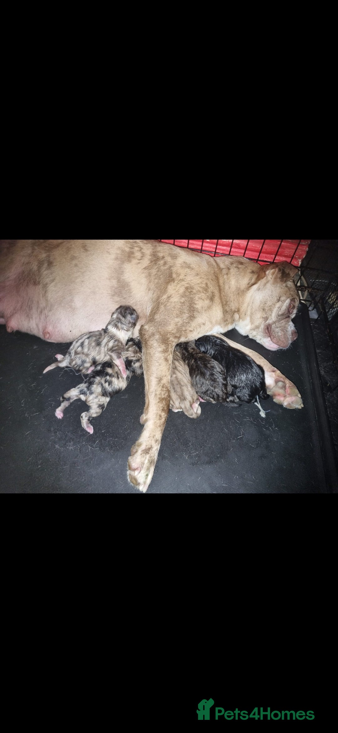 Mixed Breed dogs for sale: alapaha bull dog x  akita  - Image 6