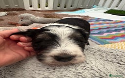 Bordoodle dogs for sale: Bordoodle Pups - Image 9