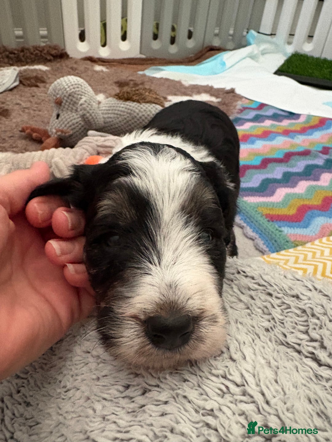 Bordoodle dogs for sale: Bordoodle Pups - Image 9