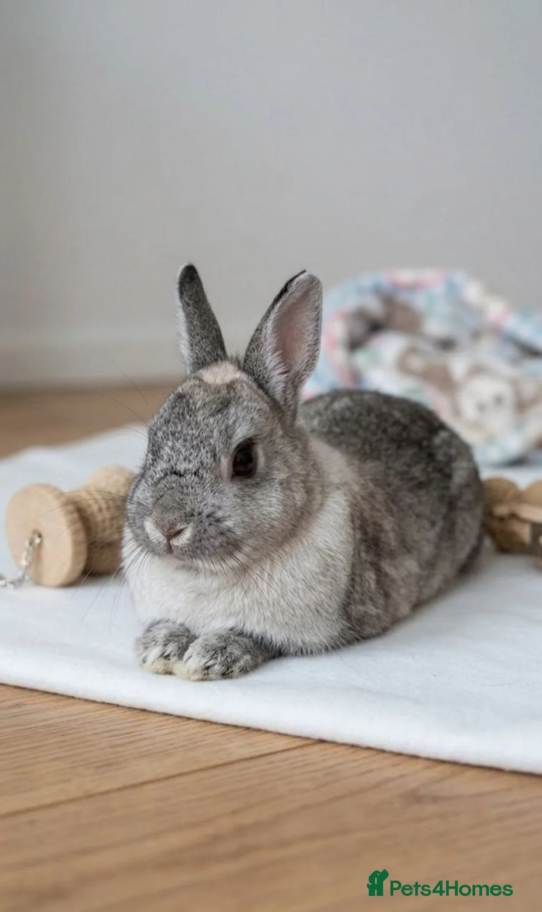 Netherland Dwarf rabbits for sale: Adorable Netherland Dwarf rabbit for sale. in Bridgend - Advert 1