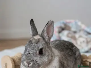 Netherland Dwarf rabbits Adorable Netherland Dwarf rabbit for sale. - Advert 1