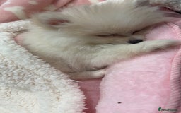 Pomeranian dogs for sale: REDUCED!, last Pomeranian girl🎀🌸 - Image 3