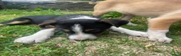 Mixed Breed dogs for sale: Collie cross puppies  - Advert 5