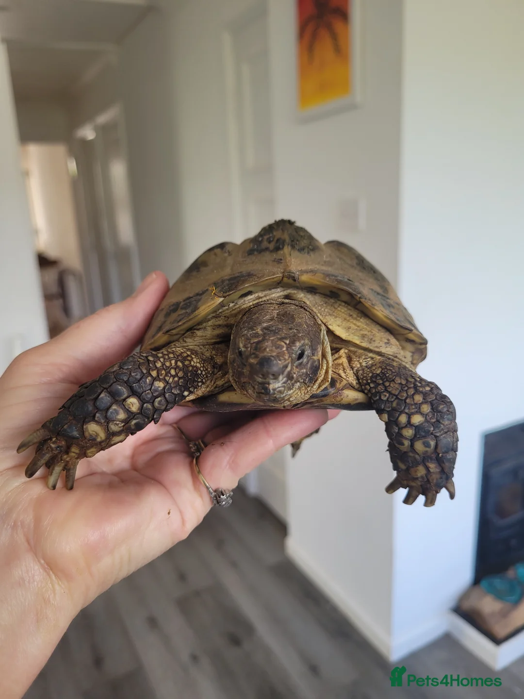 Tortoise reptiles for sale: Male Horsefield tortoise. Age 12 years in Teignmouth - Advert 2