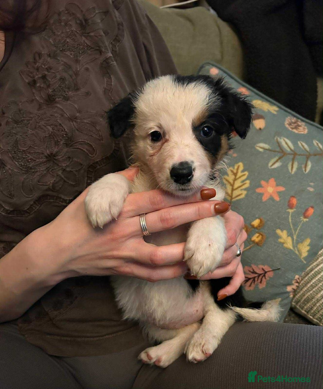 Border Collie dogs for sale: Border Collie Bitch Pups - Advert 9