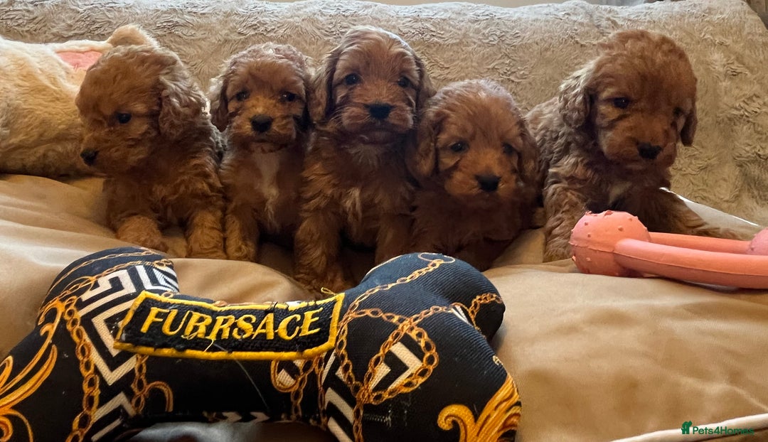 Cockapoo dogs for sale: F1 cockapoo puppies- Health test clear  - Image 24