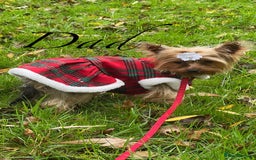 Shorkie dogs for sale: 4 beautiful shorkie pups fully vaccinated  - Image 12