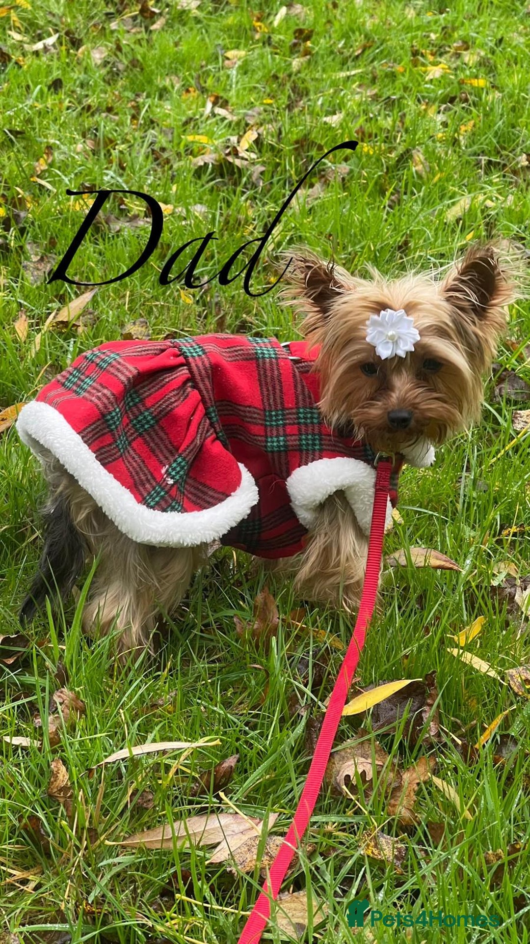Shorkie dogs for sale: 4 beautiful shorkie pups fully vaccinated  - Image 12