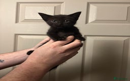 American Shorthair cats for sale: 5 black and white kittens for forever home - Image 6