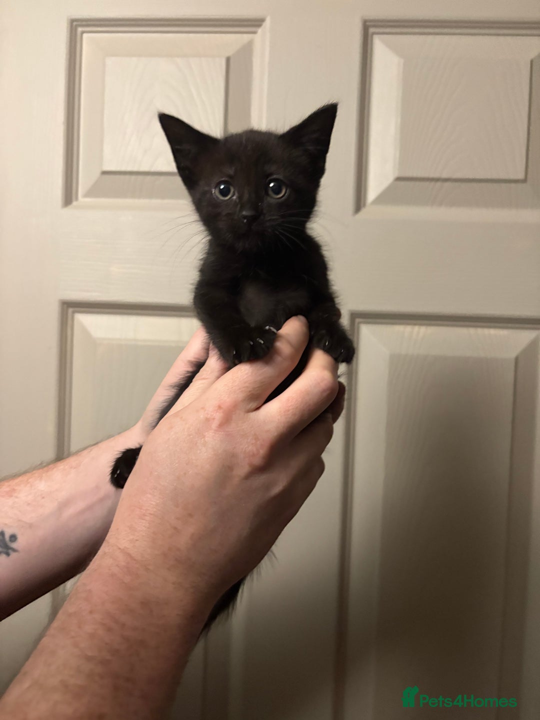 American Shorthair cats for sale: 5 black and white kittens for forever home - Image 6