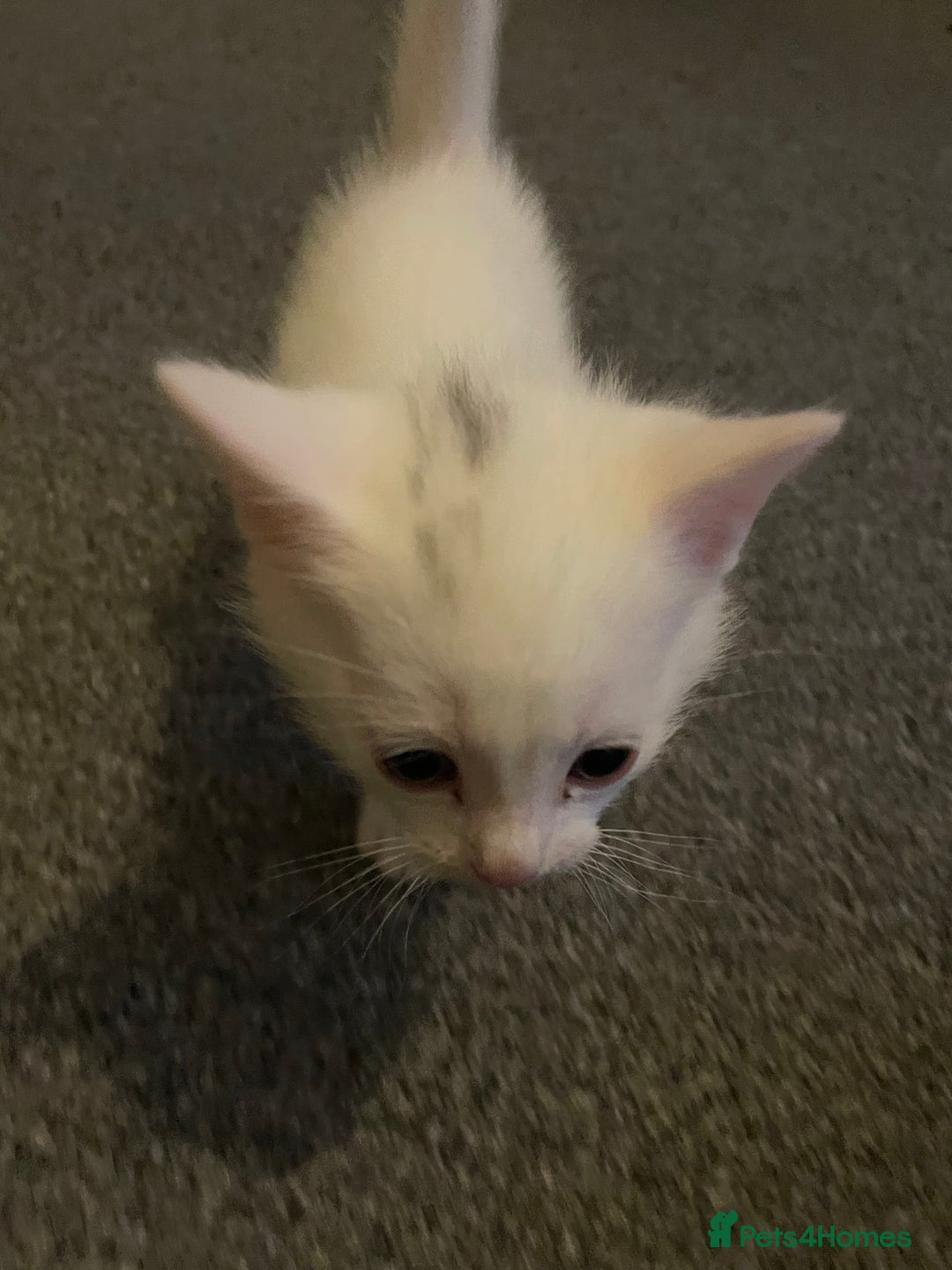 Domestic Shorthair cats for sale: 3 boys 1 girl white kittens  - Advert 4