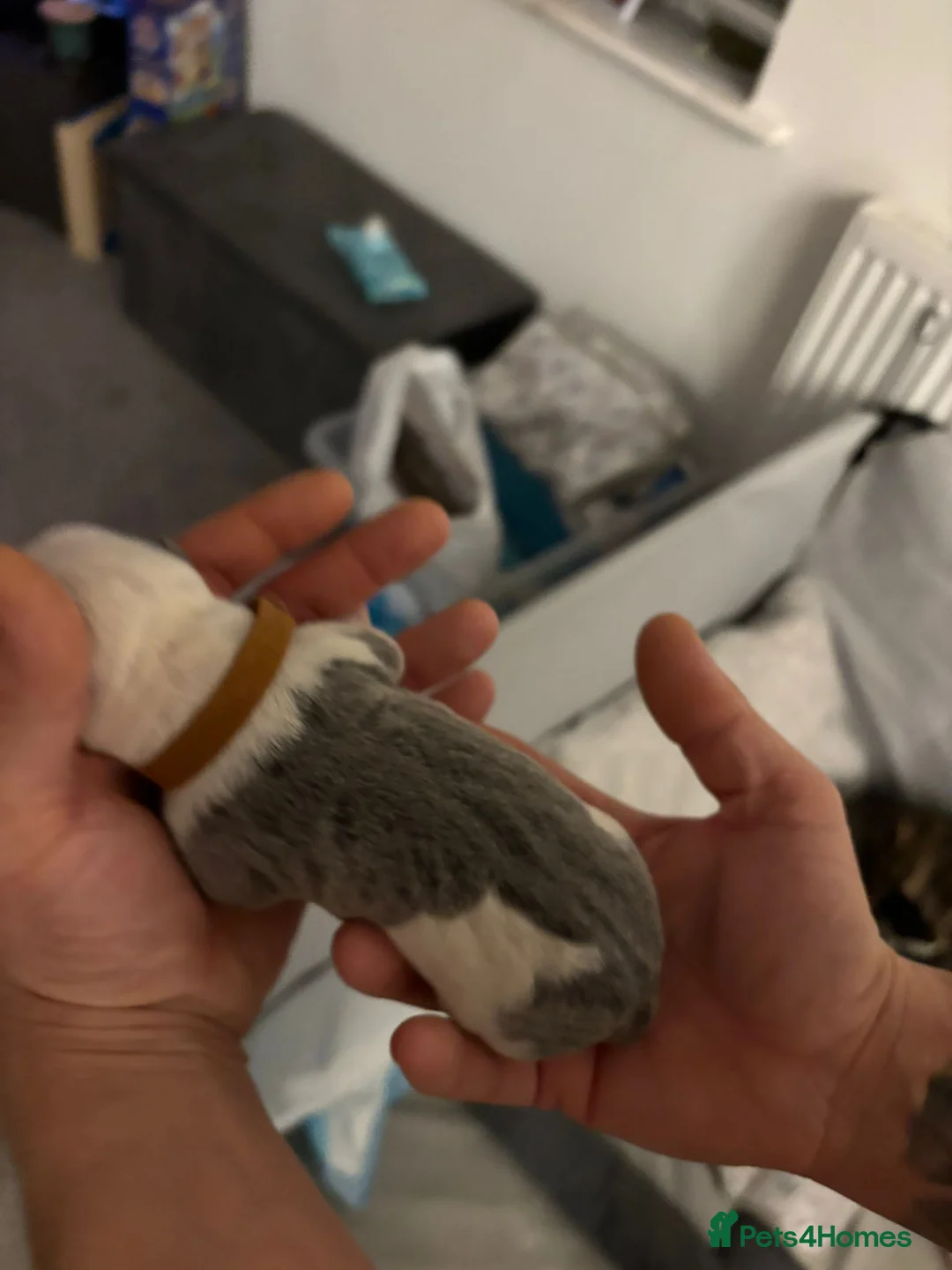 Staffordshire Bull Terrier dogs for sale: Beautiful litre of staffs for sale  in Colchester - Advert 8