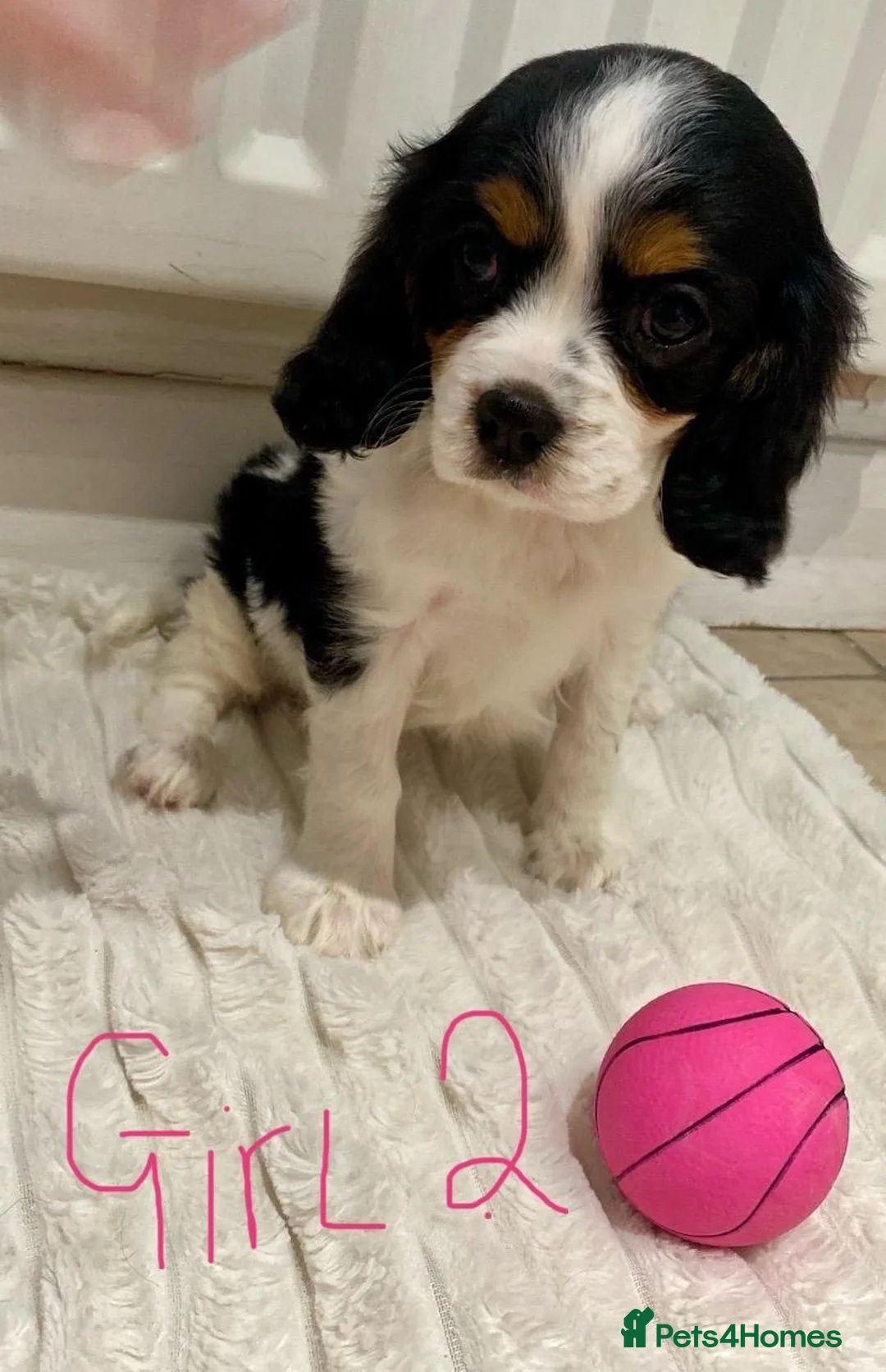 Cavalier King Charles Spaniel dogs for sale: Pure king charles cavalier puppys - Advert 5