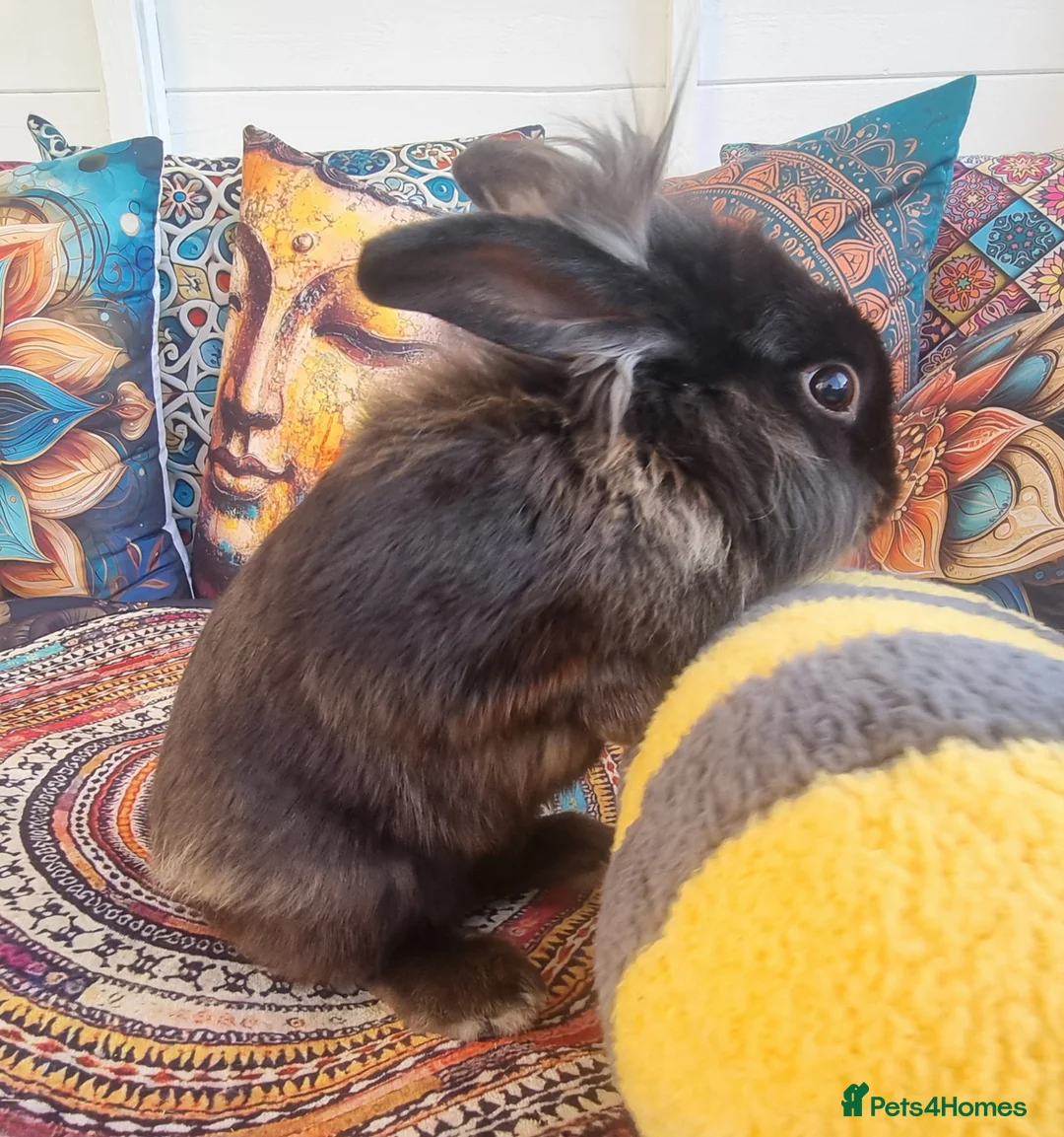 Mixed Breed rabbits for sale: Male rabbit (AJ) - Advert 4