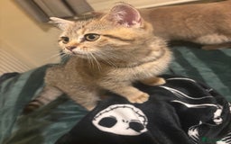 British Shorthair cats for sale: 🐾 Last British Shorthair Golden Tabby - Female 🐾 - Image 3