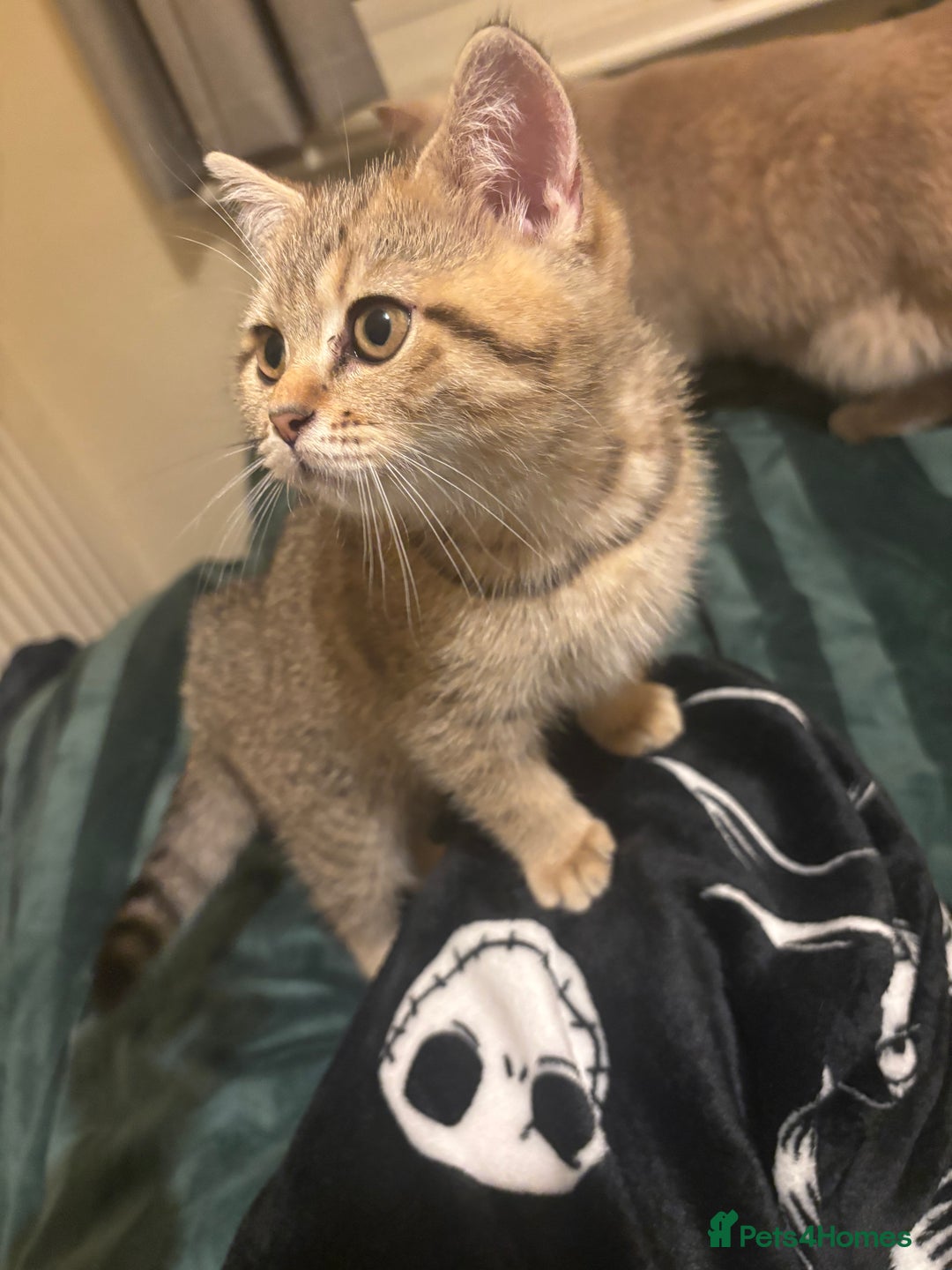 British Shorthair cats for sale: 🐾 Last British Shorthair Golden Tabby - Female 🐾 - Image 3