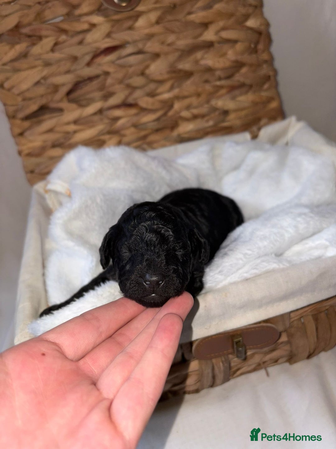 Cavapoo dogs for sale: BEAUTIFUL RARE CHOCOLATE CAVAPOOS - Image 4