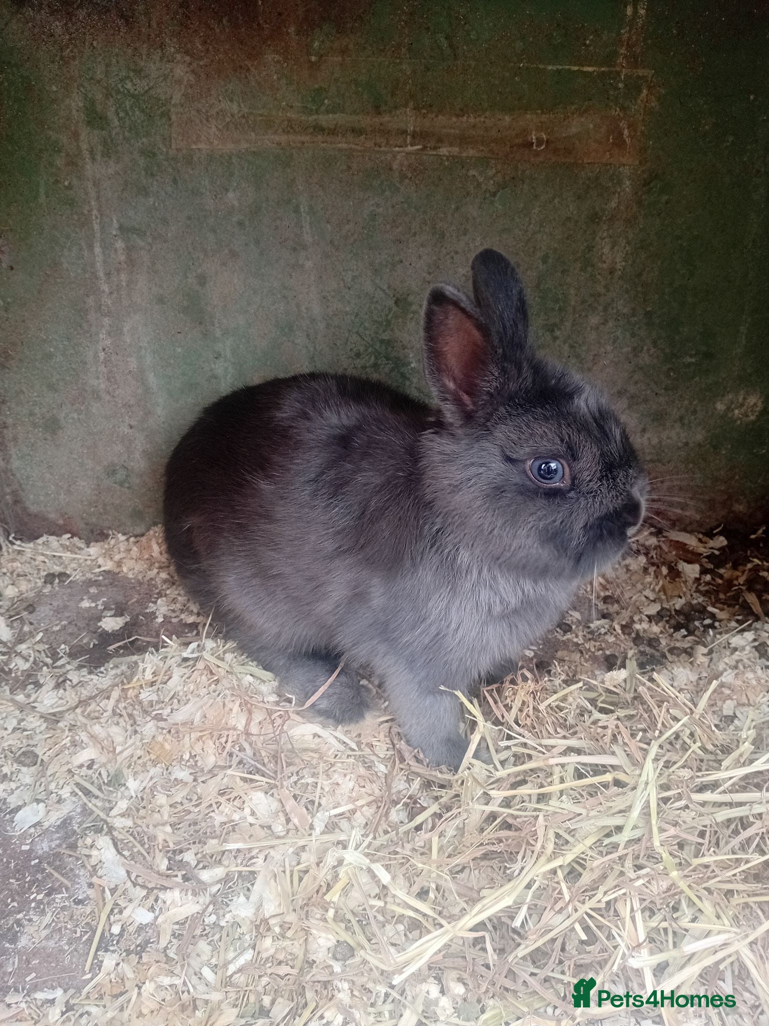Netherland Dwarf rabbits Netherland dwarfs  - Advert 2