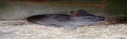 Netherland Dwarf rabbits for sale: Netherland dwarfs  in Wigan - Advert 2