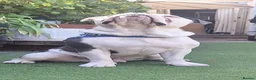 Dorset Olde Tyme Bulldogge dogs for stud: Olde Tyme Bulldog  - Advert 3