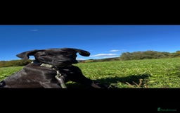 Mixed Breed dogs for sale: Our lovely boy  - Advert 2