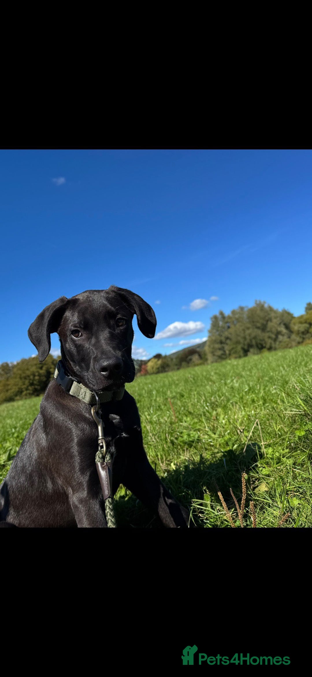 Mixed Breed dogs for sale: Our lovely boy  - Advert 2